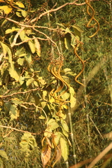 Fernandoa adenophylla