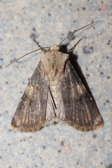 Agrotis puta
