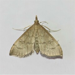 Metasia dicealis