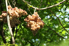 Ampelocissus martini