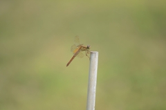 Crocothemis servilia