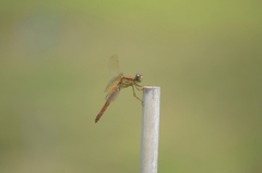 Crocothemis servilia