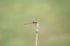 Crocothemis servilia