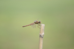 Crocothemis servilia