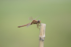 Crocothemis servilia