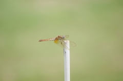 Crocothemis servilia