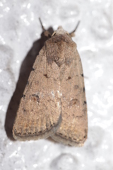 Caradrina clavipalpis