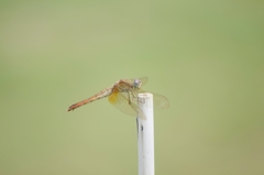 Crocothemis servilia