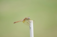 Crocothemis servilia