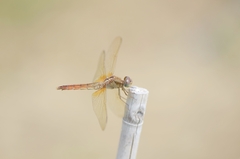 Crocothemis servilia