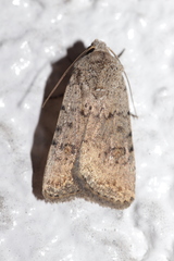 Caradrina clavipalpis