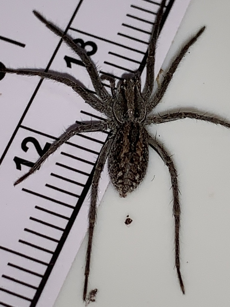 Field Wolf Spider from Damon, TX, US on August 17, 2022 at 06:51 PM by ...