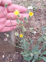 Sonchus oleraceus
