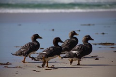 Tachyeres patachonicus