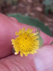 Sonchus oleraceus