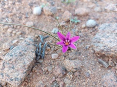 Romulea kamisensis