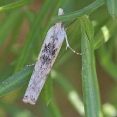 Crambus sparsellus