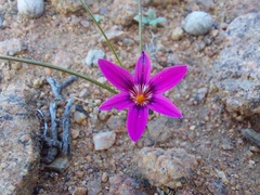 Romulea kamisensis