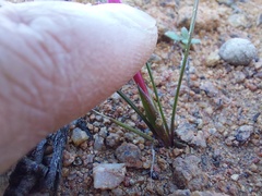 Romulea kamisensis