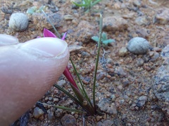 Romulea kamisensis