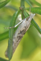 Crambus sparsellus
