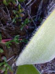 Haemanthus dasyphyllus