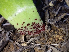 Haemanthus dasyphyllus