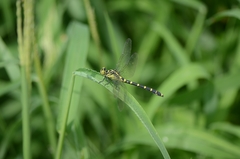 Burmagomphus collaris