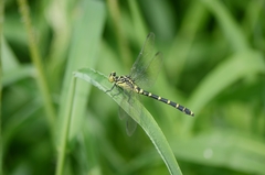 Burmagomphus collaris