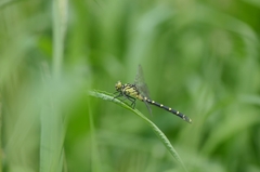 Burmagomphus collaris