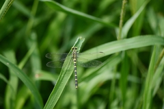 Burmagomphus collaris