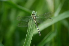 Burmagomphus collaris