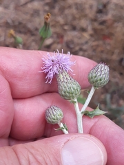 Cirsium arvense