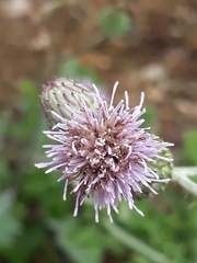 Cirsium arvense
