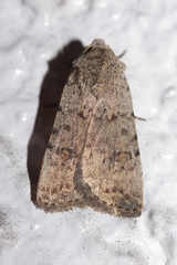 Caradrina clavipalpis