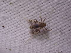 Psectrotanypus varius