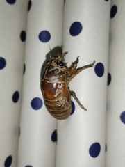 Cryptotympana atrata