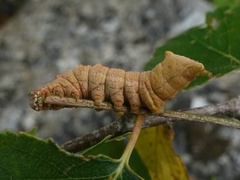 Notodonta dromedarius