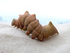 Notodonta dromedarius