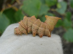 Notodonta dromedarius