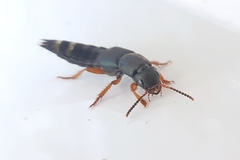 Platydracus fulvipes