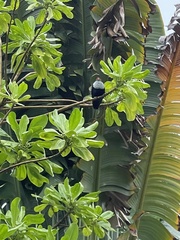 Alectroenas pulcherrimus