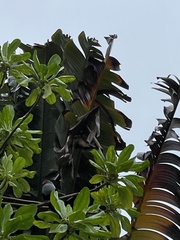 Alectroenas pulcherrimus