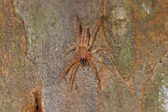 Clubiona robusta