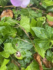 Hedera helix