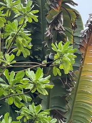 Alectroenas pulcherrimus