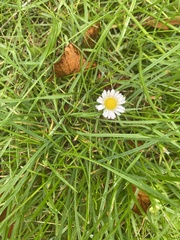 Bellis perennis