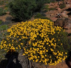 Crassothonna floribunda