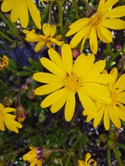 Crassothonna floribunda