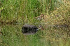 Gallinago gallinago gallinago